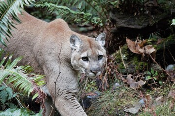 Mountain Lion