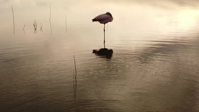 Flamenco tomado con c&aacute;mara aerea parado y quieto en la laguna al atardecer