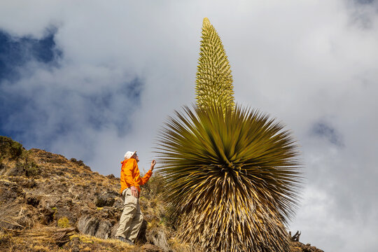 Tourist near puya