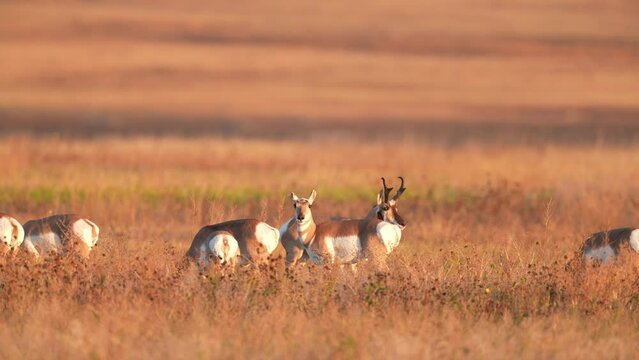 Pronghorn Antelope (Antilocapra americana) buck herding his does in South Dakota during the September rut, sunrise slow-motion, 1/2 natural speed