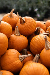 Vertical shot of orange pumpkins at a pumpkin patch. 