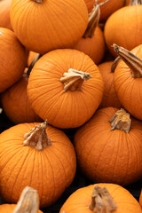 A pile of large, orange pumpkins at a pumpkin patch. 