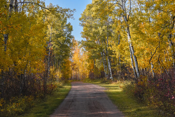 Obraz premium Country road through autumn aspen forest in October