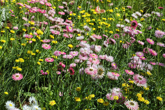 Bright pink paper daisy flowers surrounded by other wildflowers and foliage in cottage garden