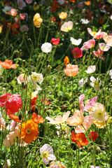 Beautiful multi color poppy flowers in wildflower garden in Australia