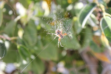 Araña