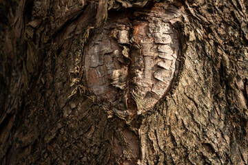 bark of a tree, close up, texture, 