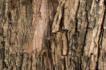 bark of a tree, close up, texture, 
