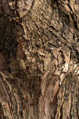 bark of a tree, close up, texture, 