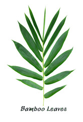 Several large bamboo leaves. White isolated background.