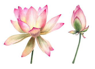 Watercolor, lotus flowers, leaves, illustration, hand painted, pink water flower, water lily, seeds, botanical painting, floral invitations