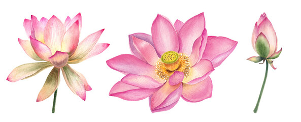 Watercolor lotus flowers, realistic illustrations, hand painted, pink water flower, water lily, seeds, botanical painting, floral invitations
