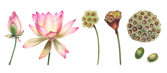Watercolor lotus flowers leaves illustrations, hand painted, pink water flower, water lily, seeds, botanical painting, floral invitations - obrazy, fototapety, plakaty