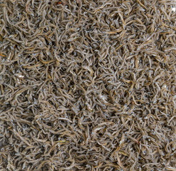 
Dried anchovies, close-up, background image,