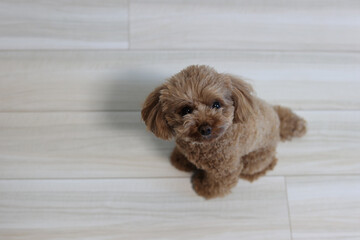 室内で過ごすトイプードル