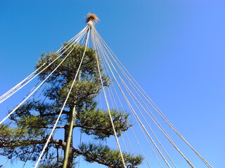 Fototapeta premium 冬の雪吊りの松と青空