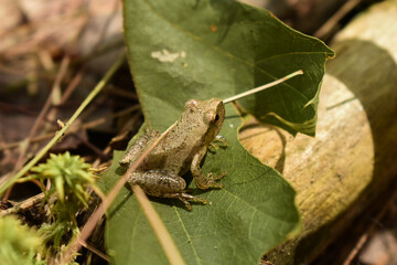 Small spring peeper frog facing side forest floor macro with log, moss and leaves
