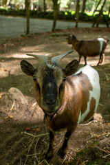 Naklejka na ściany i meble Goats in the Orlu National Wildlife Reserve, in Ariège, the Maison des Loups in France.