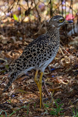 Garden birds –  Spotted Thick-knee male (Gewone Dikkop) under a Jacaranda tree in Pretoria, South Africa