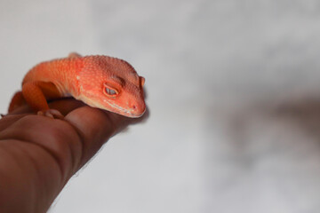 orange leopard gecko
