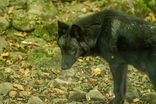 American Wolves in the Orlu National Wildlife Reserve, in Ariège, the Maison des Loups in France