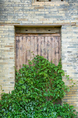 A wooden door covered with green plants in a brick house in rural China
