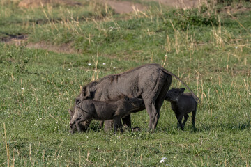 Female Warthot nursing her piglets in Serengeti National Park
