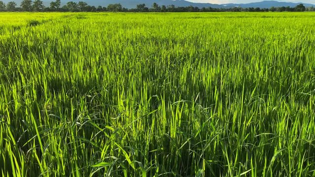 Video landscape of green crops and field. 4K video clip of farming and agriculturist with seeding of rice, young plant and field. Rice field and farmland. Thailand agriculture and farm in Asia.