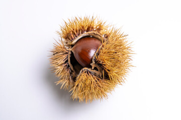 Chestnuts, shell and fruit, isolated, white background
