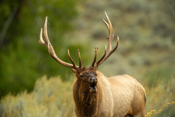 Bull Elk during the Rut