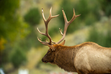Bull Elk during the Rut