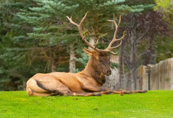 Bull Elk during the Rut