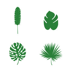 Exotic Palm Leaves In Different Type. Vector Illustration.