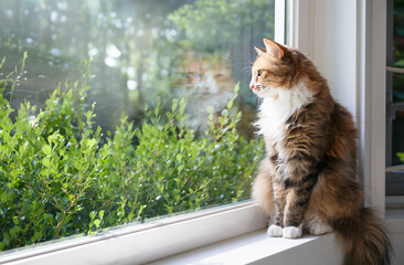 Relaxed cat sitting on window sill in front of defocused foliage on a sunny day. Cute fluffy calico...