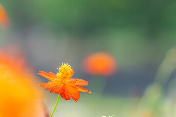 浜離宮恩賜庭園のキバナコスモス