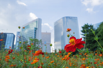 浜離宮恩賜庭園のキバナコスモスとビル群
