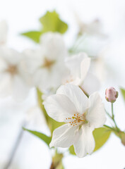 Naklejka na ściany i meble Cherry white blossom in spring and nature background