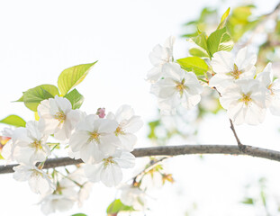 Cherry white blossom in spring and nature background