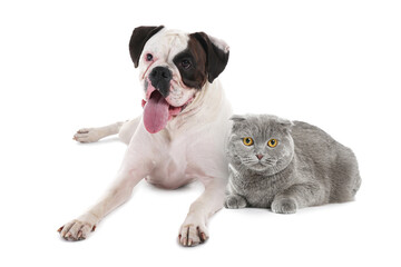 Cute Scottish fold cat and boxer dog on white background
