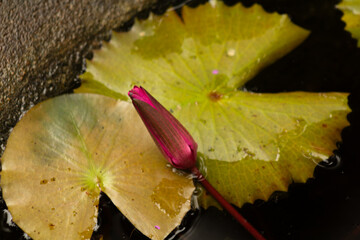 Lotus bud