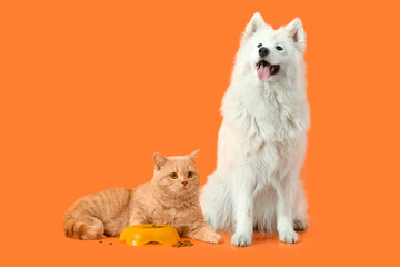 Cute cat and dog near bowl with food on orange background