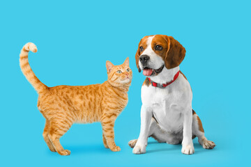 Cute red cat and Beagle dog on light blue background