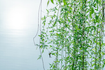 Green tree branches almost touching the lake water