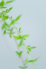 Green tree branches almost touching the lake water