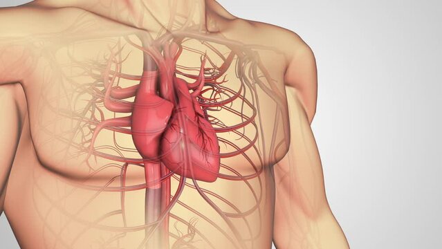 Atherosclerosis disease or Human heart