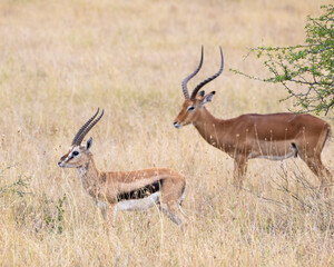 Naklejka na ściany i meble Thompson's Gazelle with Impala in the background, Masai Mara, Kenya
