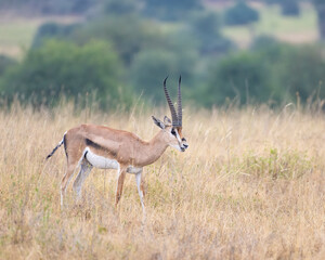 Grant's Gazelle, Masai Mara, Kenya
