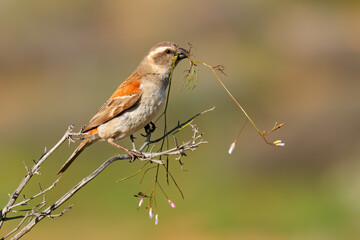 Female Cape sparrow (Passer melanurus) perched on a branch, South Africa.