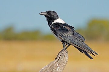 A pied crow (Corvus albus) perched on a branch, Etosha National Park, Namibia.
