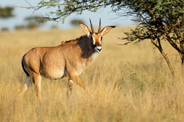 A rare roan antelope (Hippotragus equinus) in open grassland, Mokala National Park, South Africa.